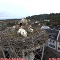 08_10-nest.jpg
