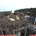 08_15-nest.jpg