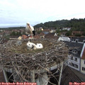 08_20-nest.jpg