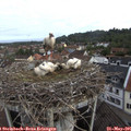 08_25-nest.jpg
