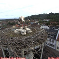 08_30-nest.jpg