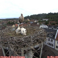 08_35-nest.jpg