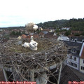 08_40-nest.jpg