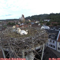 08_45-nest.jpg
