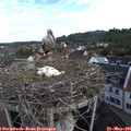08_50-nest.jpg