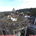 08_55-nest.jpg