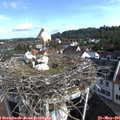 09_00-nest.jpg