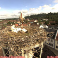 09_10-nest.jpg