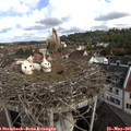 09_25-nest.jpg