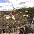 09_30-nest.jpg