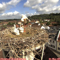 09_35-nest.jpg