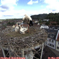 09_40-nest.jpg