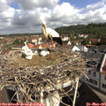 09_50-nest.jpg