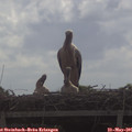 09_55-mast.jpg