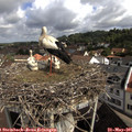 09_55-nest.jpg