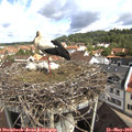 10_00-nest.jpg