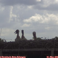 10_05-mast.jpg