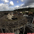 10_05-nest.jpg