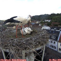10_10-nest.jpg