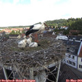 10_15-nest.jpg