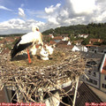 10_25-nest.jpg