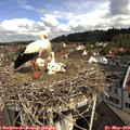 10_30-nest.jpg