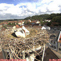 10_35-nest.jpg