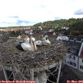 10_40-nest.jpg