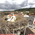 10_50-nest.jpg