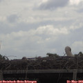 10_55-mast.jpg