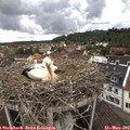 10_55-nest.jpg