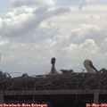 11_05-mast.jpg