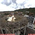11_05-nest.jpg