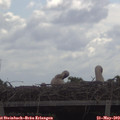 11_10-mast.jpg