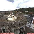 11_10-nest.jpg