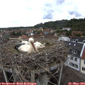 11_15-nest.jpg