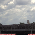 11_20-mast.jpg