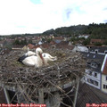 11_20-nest.jpg
