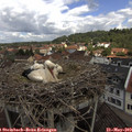 11_25-nest.jpg