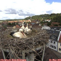 11_30-nest.jpg