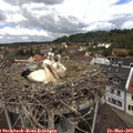 11_35-nest.jpg