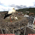 11_40-nest.jpg