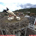 11_45-nest.jpg