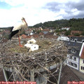 11_50-nest.jpg
