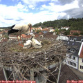 11_55-nest.jpg