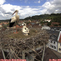 12_00-nest.jpg