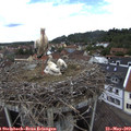 12_05-nest.jpg