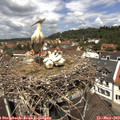 12_15-nest.jpg