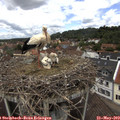 12_20-nest.jpg