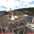 12_25-nest.jpg